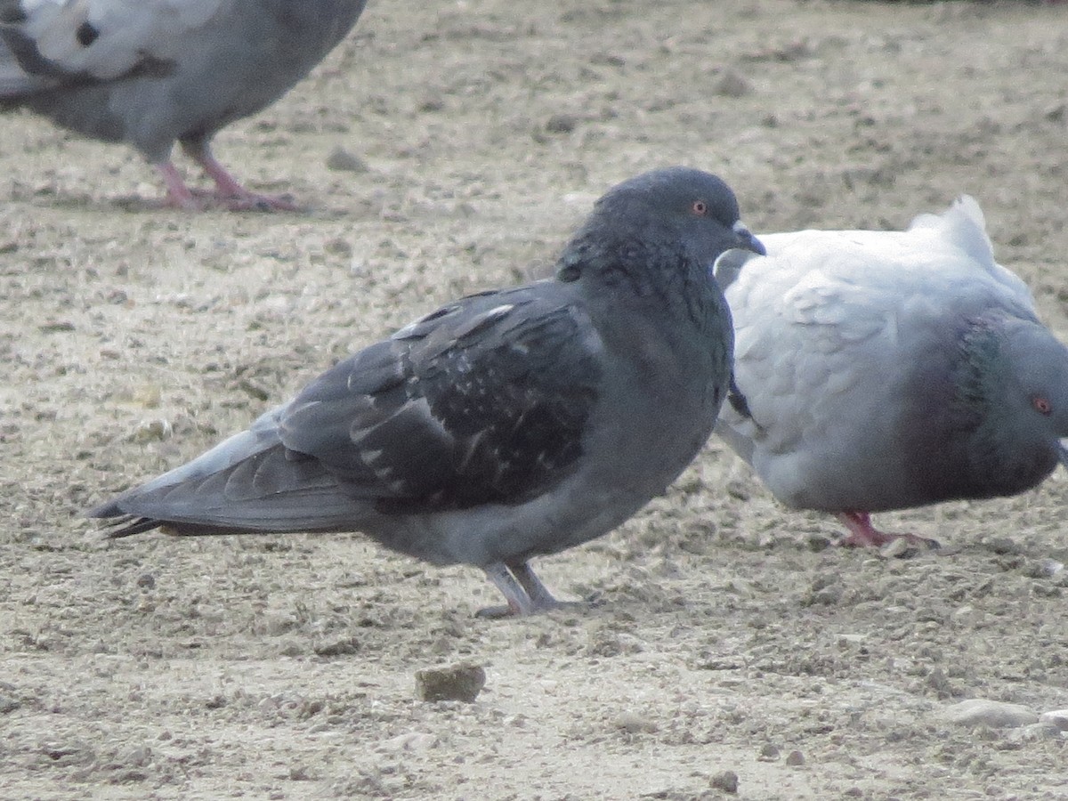 Rock Pigeon (Feral Pigeon) - ML116505601