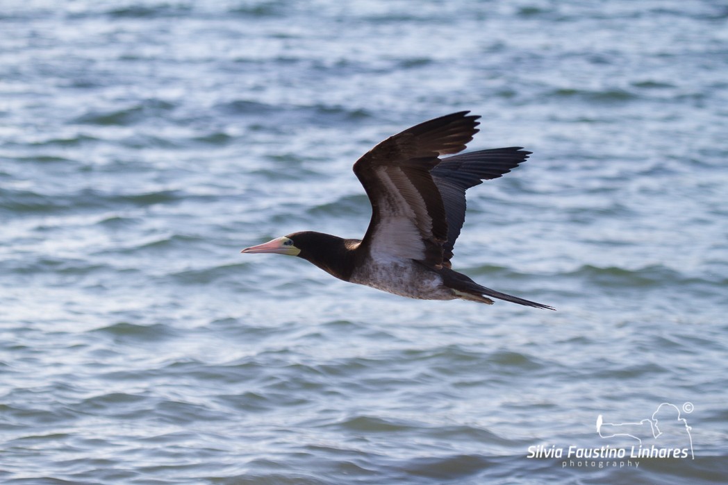 Brown Booby - ML116506631