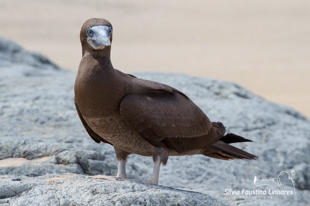Brown Booby - ML116506651