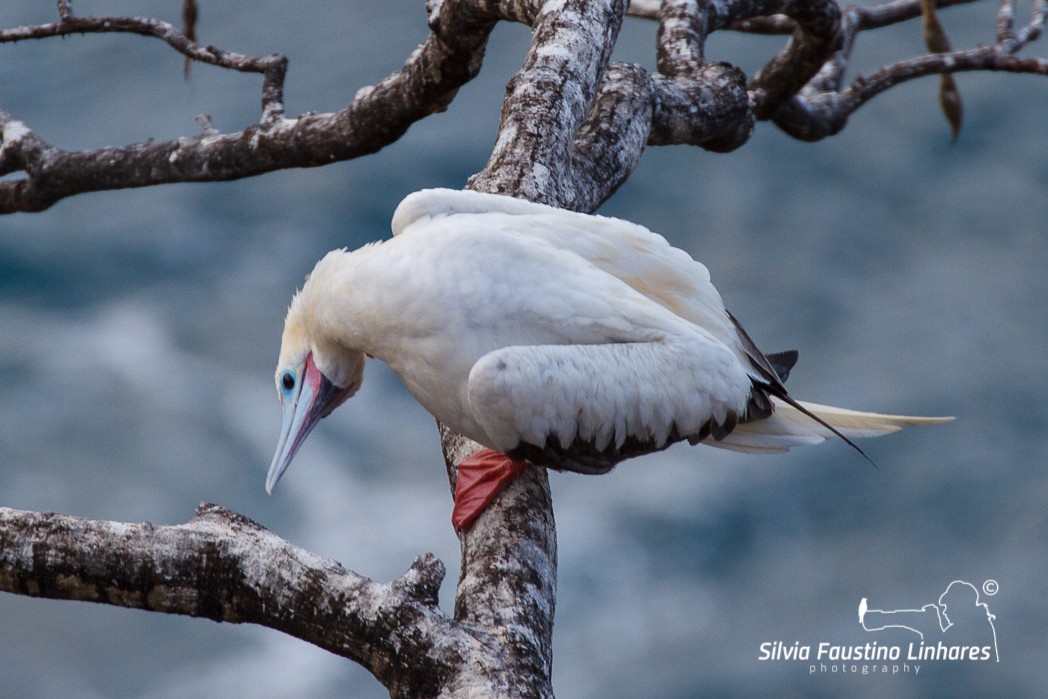 Red-footed Booby - ML116506711