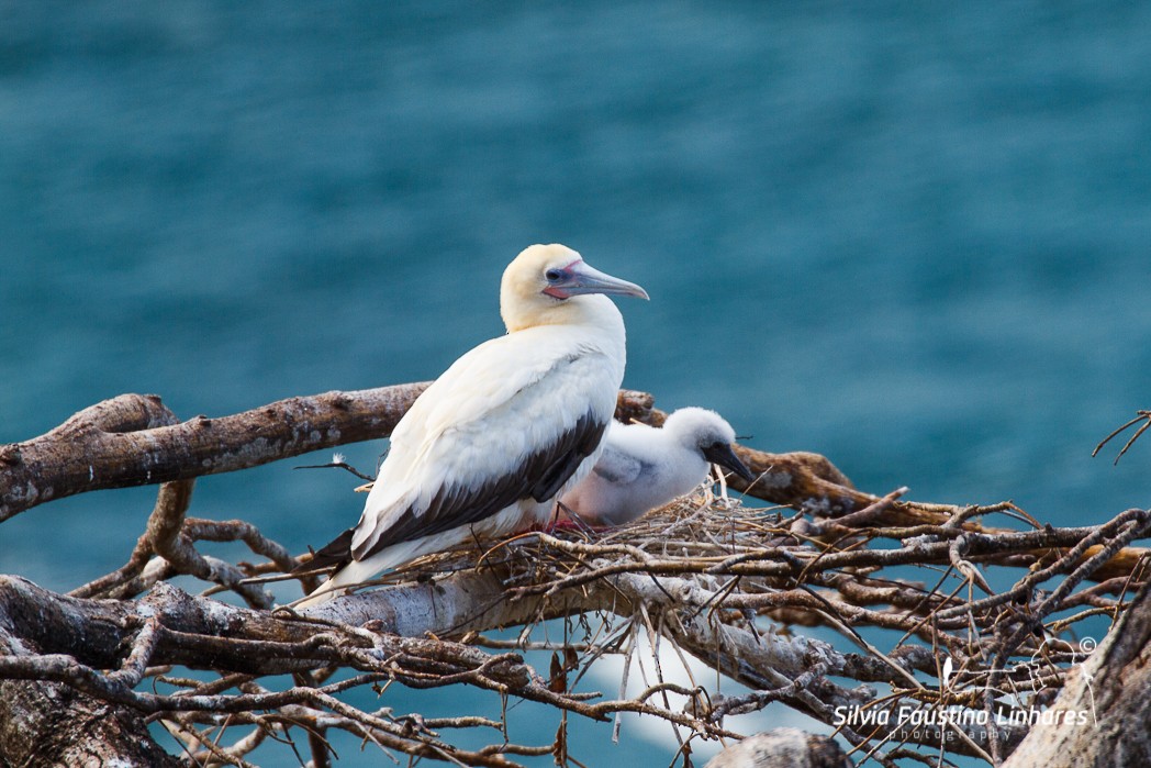 Red-footed Booby - Silvia Faustino Linhares