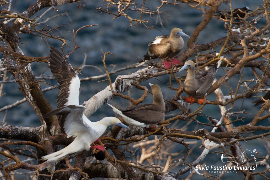 Red-footed Booby - ML116506781