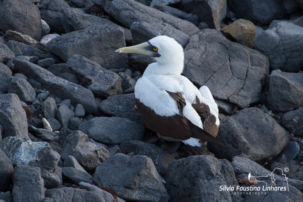 Masked Booby - ML116506801