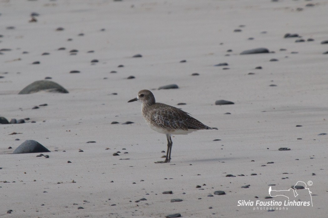 Black-bellied Plover - Silvia Faustino Linhares