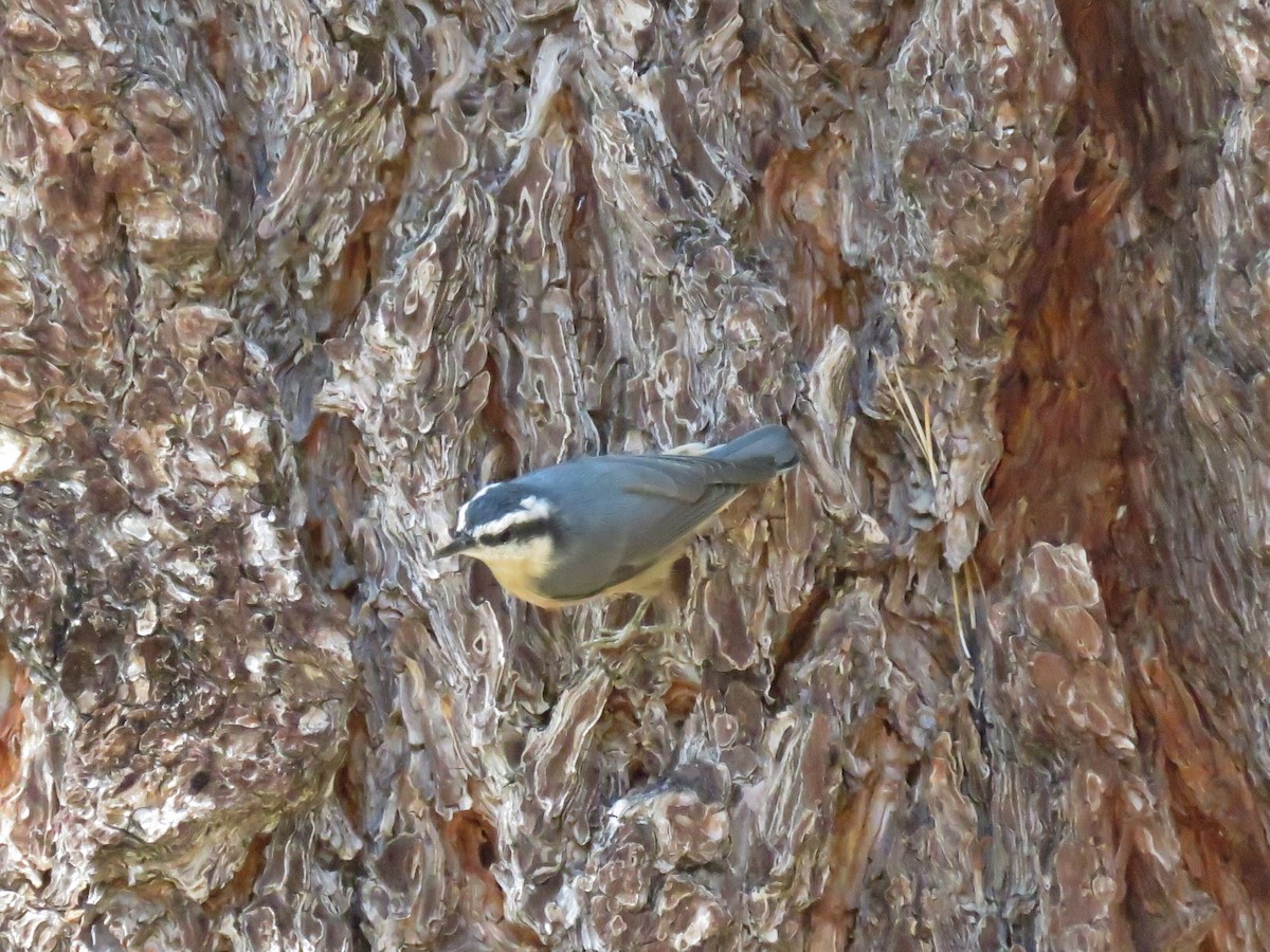 Red-breasted Nuthatch - ML116507121