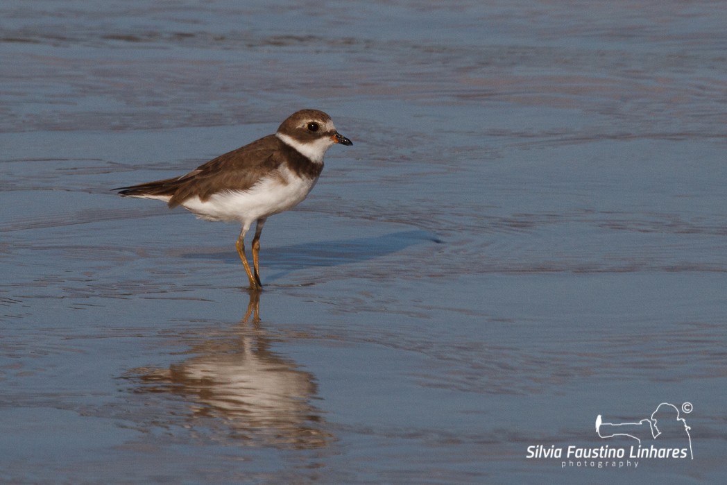 Semipalmated Plover - ML116507151