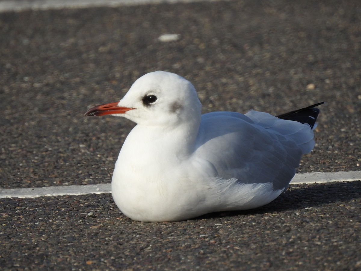 Black-headed Gull - Dale Heinert