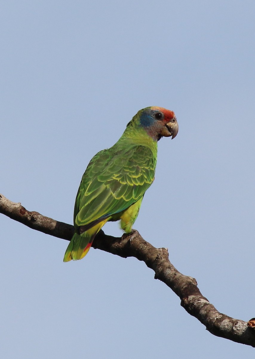 Red-tailed Parrot - ML116509111