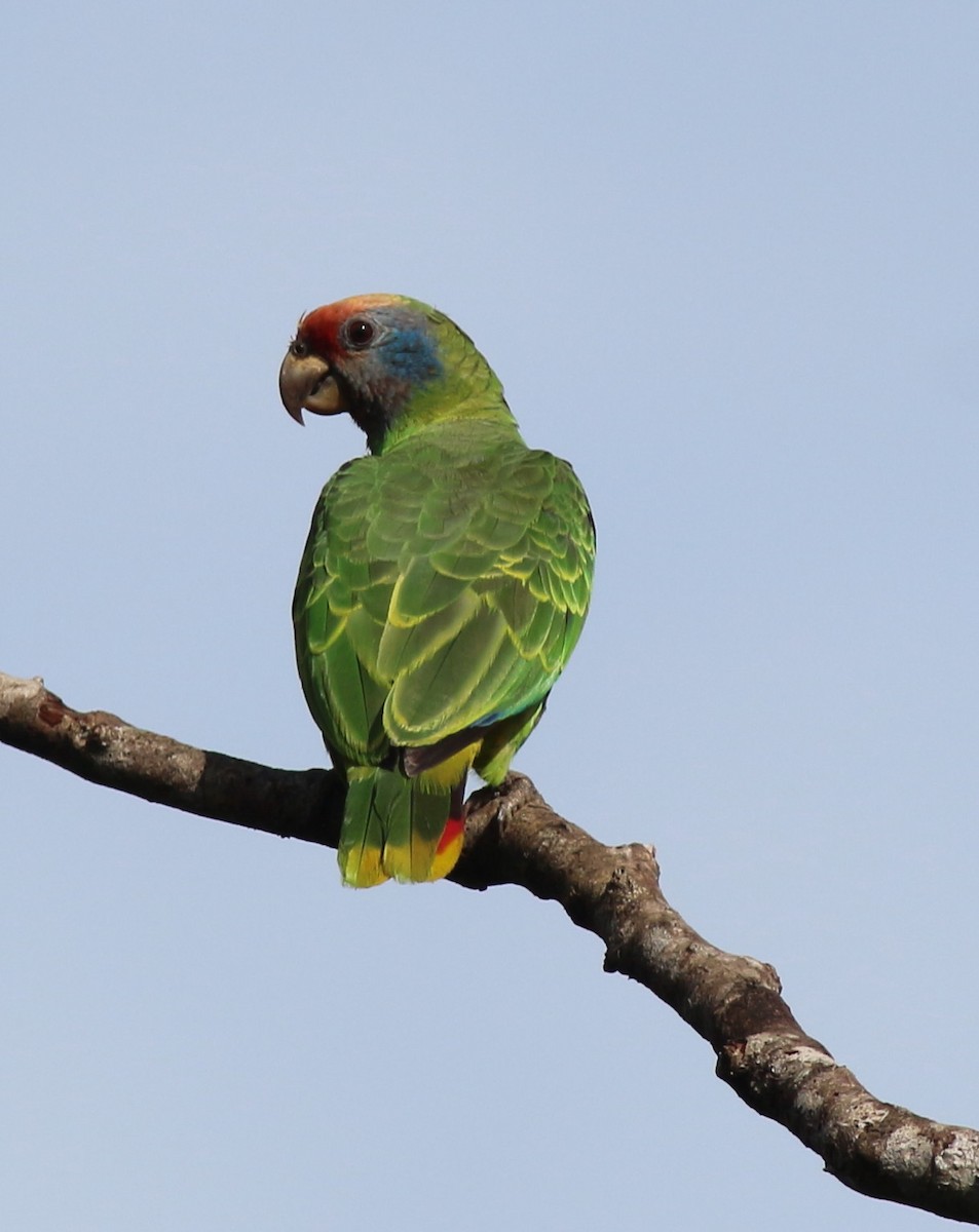 Red-tailed Parrot - ML116509141
