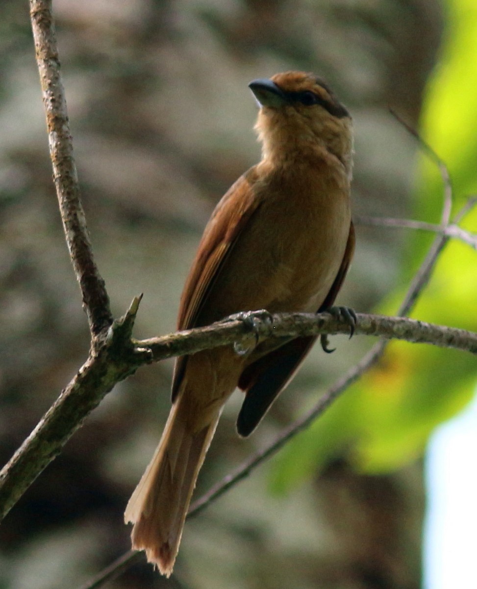 Brown Tanager - ML116510881