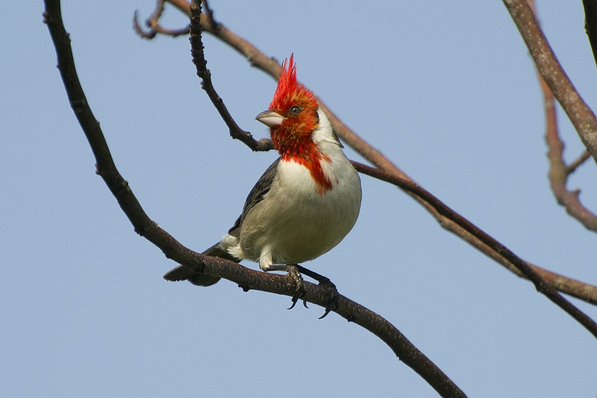 Red-crested Cardinal - ML116513851