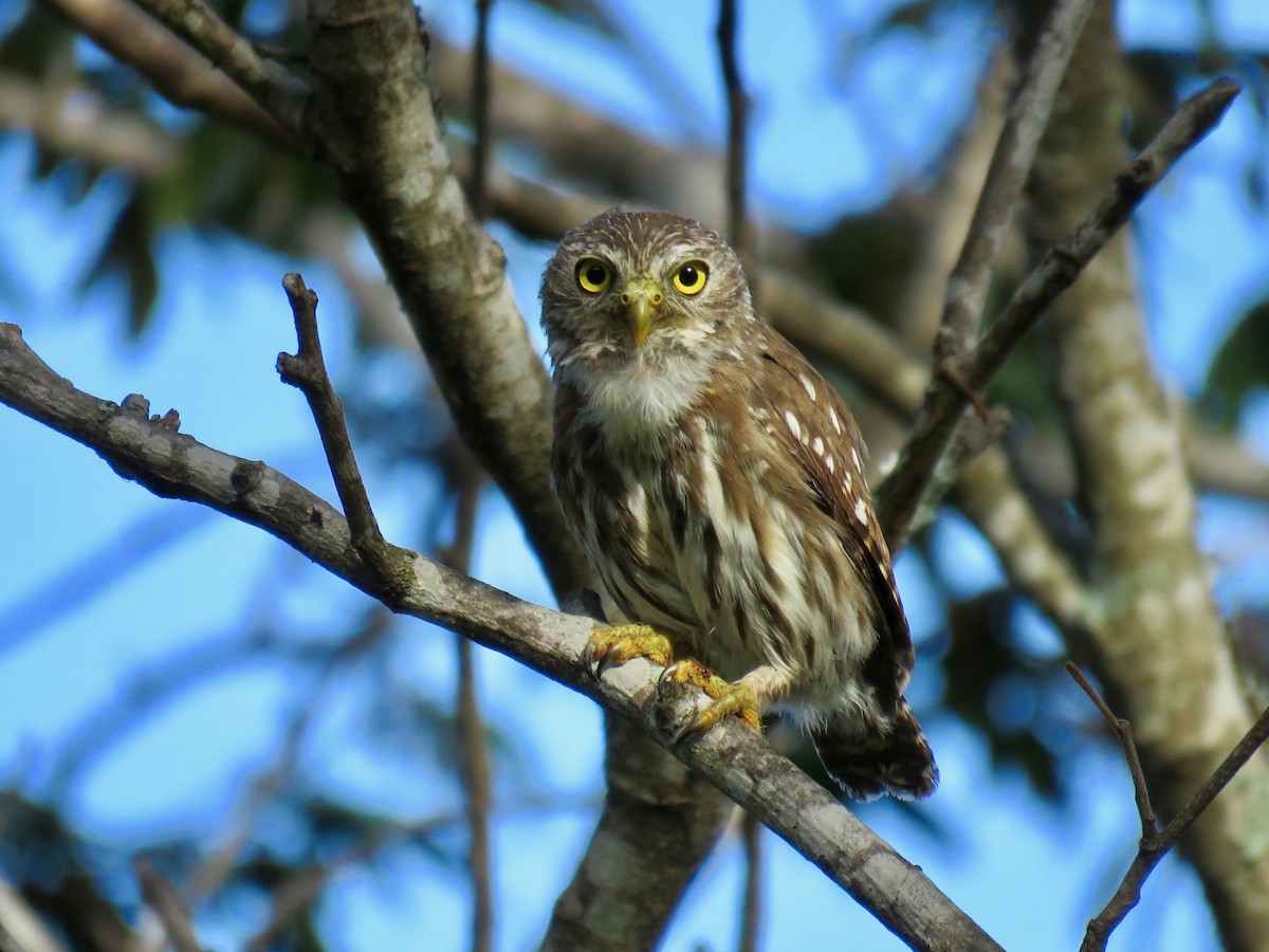 Ferruginous Pygmy-Owl - John van Dort