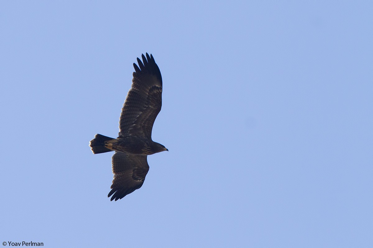 Lesser Spotted Eagle - Yoav Perlman
