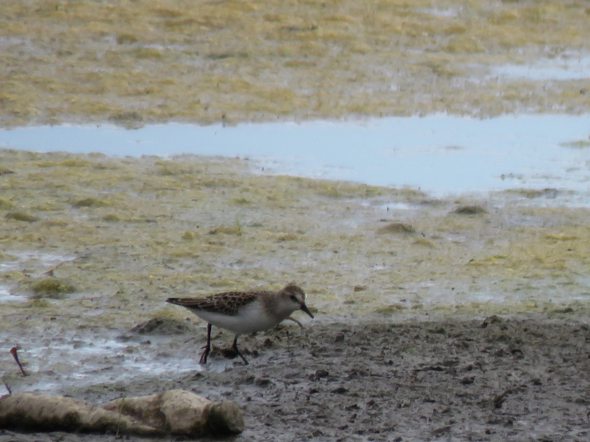 Semipalmated Sandpiper - Anonymous