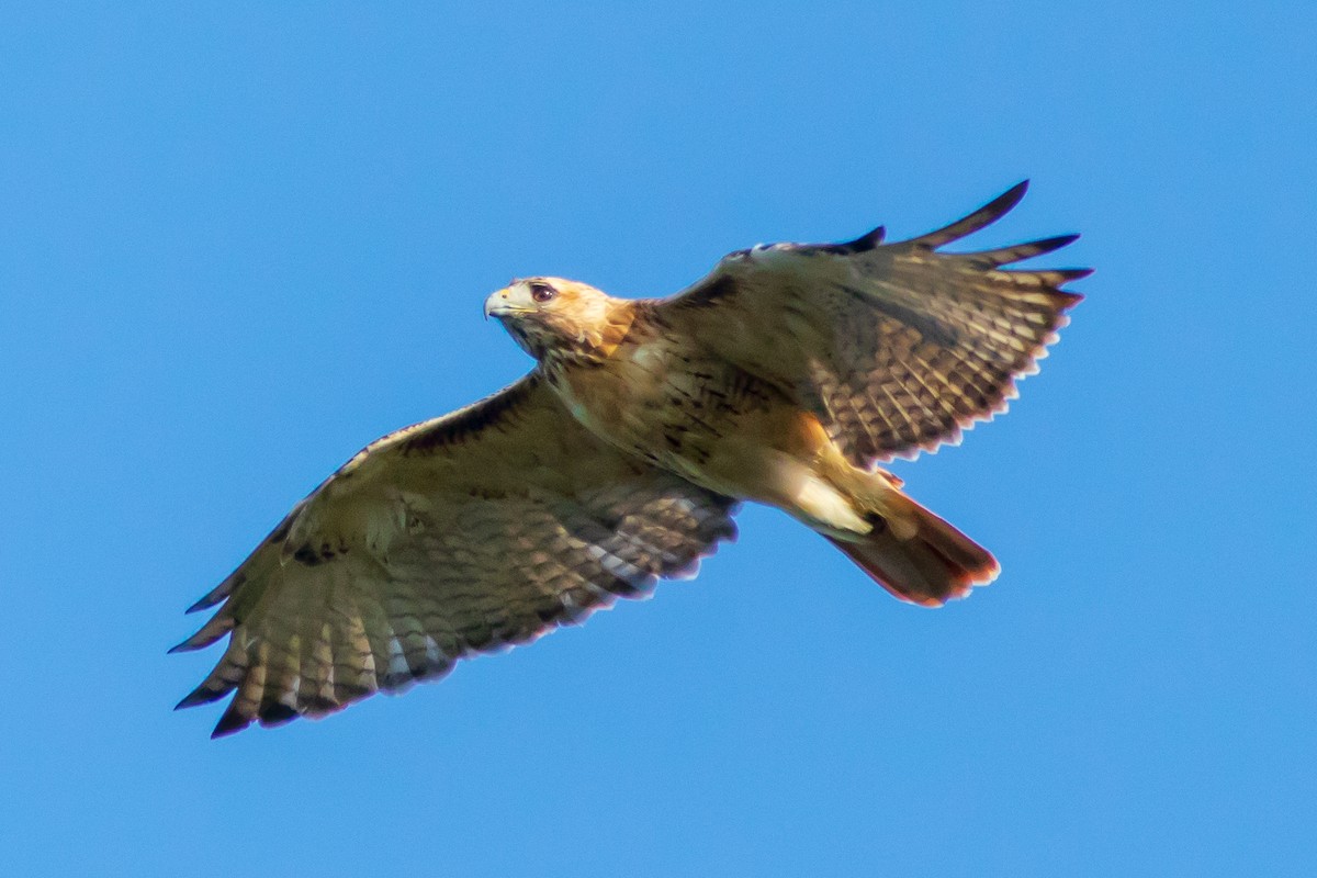Red-tailed Hawk - ML116530491