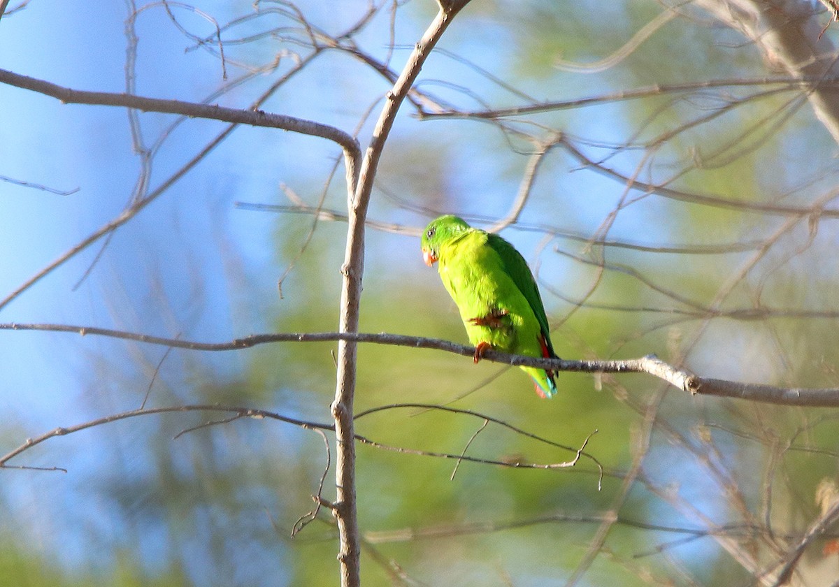 Yellow-throated Hanging-Parrot - ML116533351
