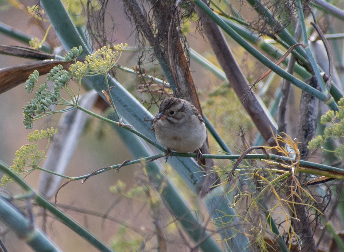 Clay-colored Sparrow - Sharon J