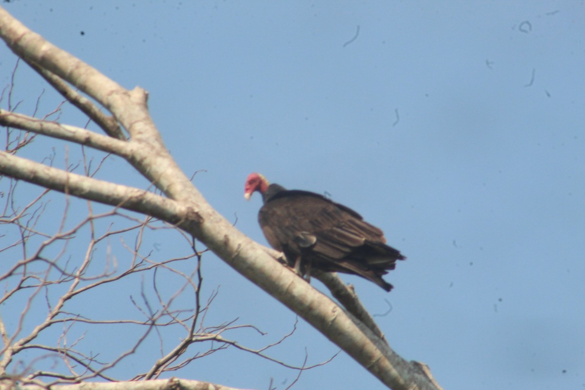 Turkey Vulture (Tropical) - RUBEN DELZO PONCE