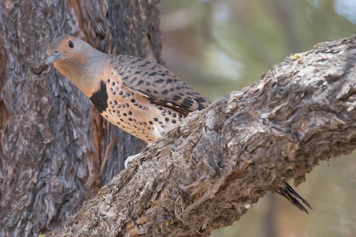 Northern Flicker (Red-shafted) - Patricia Clark