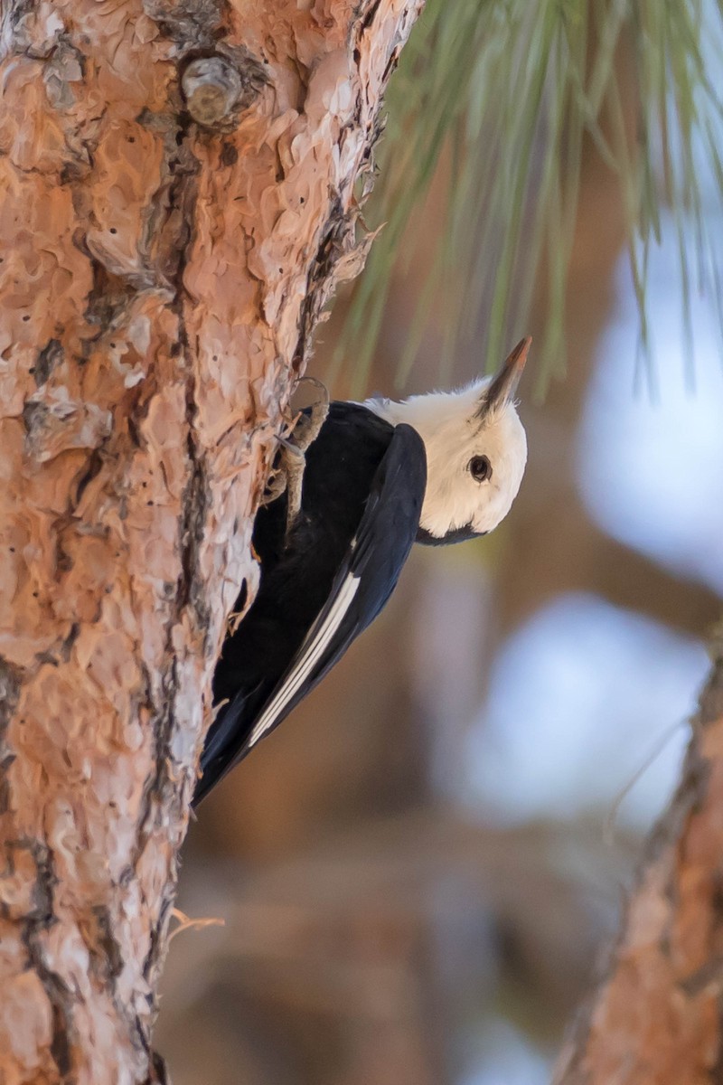 White-headed Woodpecker - Patricia Clark