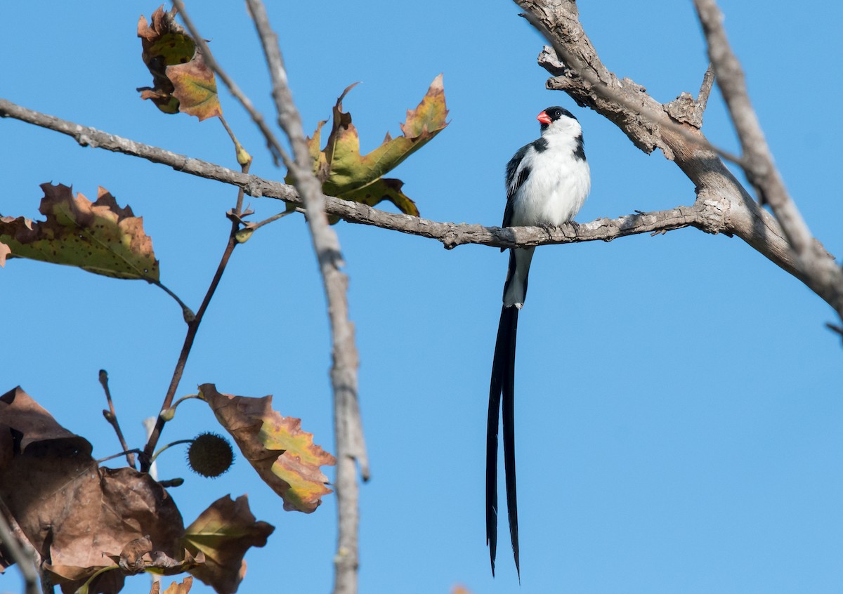 Pin-tailed Whydah - ML116546931