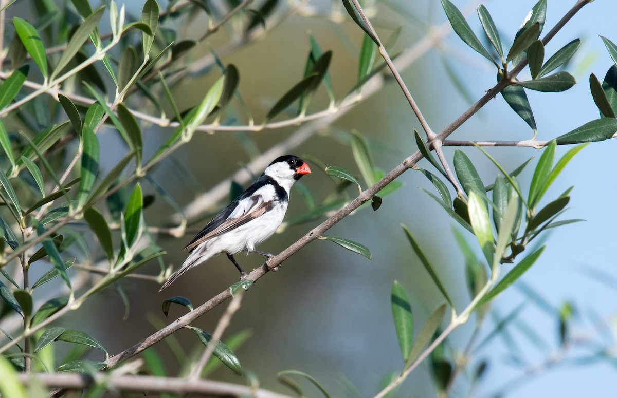 Pin-tailed Whydah - ML116547221