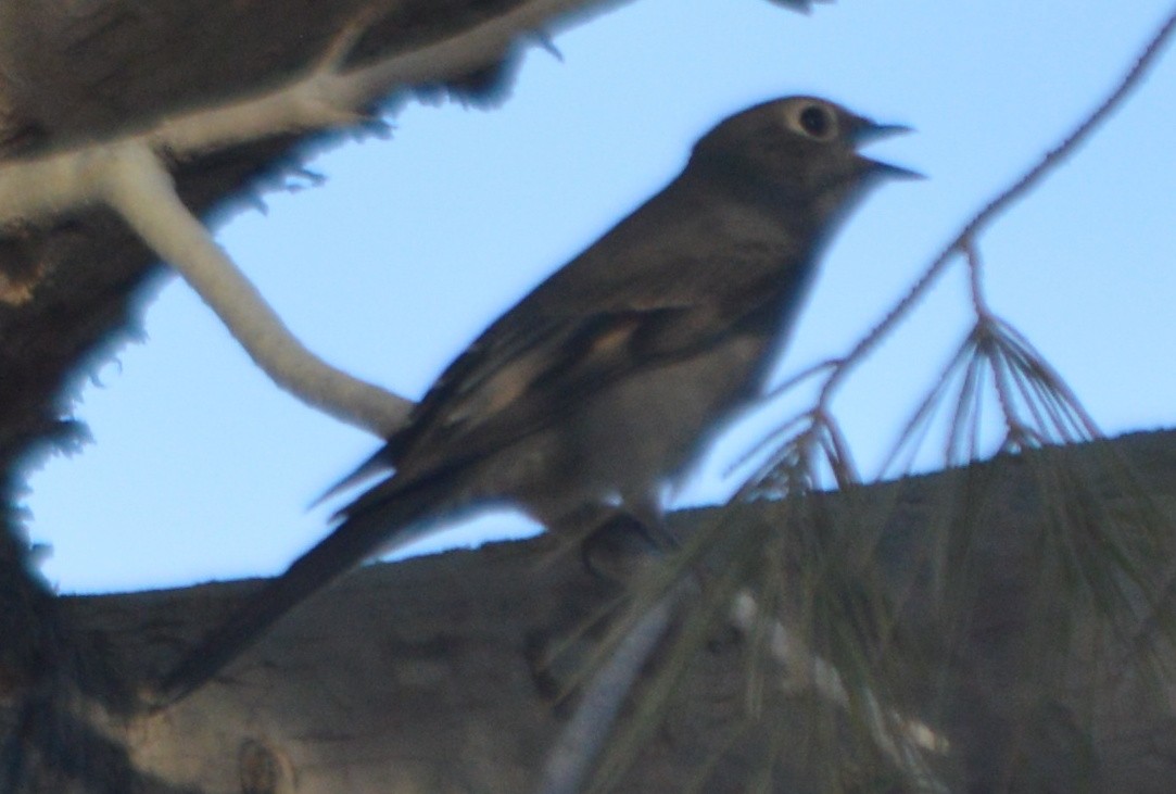 Townsend's Solitaire - ML116547251