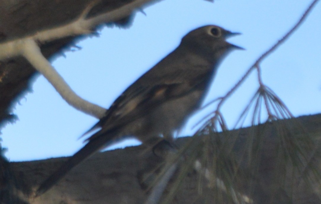 Townsend's Solitaire - ML116547261