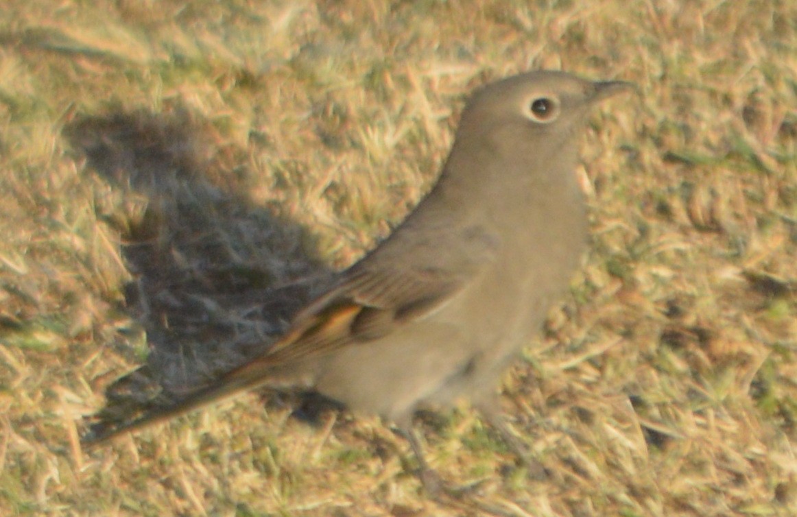 Townsend's Solitaire - ML116547271