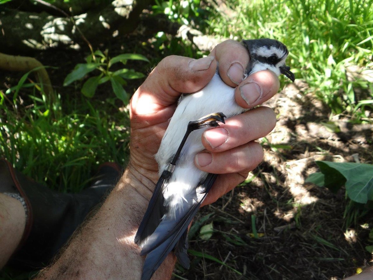 White-faced Storm-Petrel - Shane Cotter