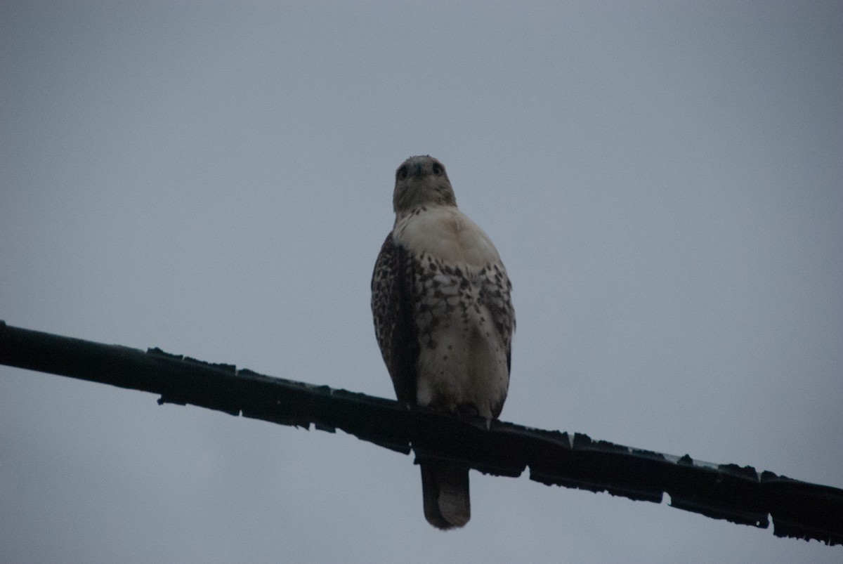 Red-tailed Hawk - ML116547961