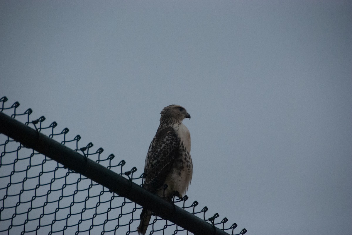 Red-tailed Hawk - ML116547971