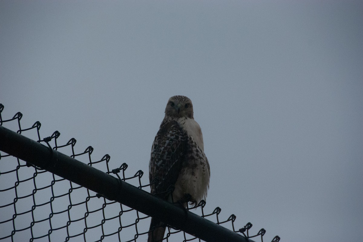 Red-tailed Hawk - ML116547991