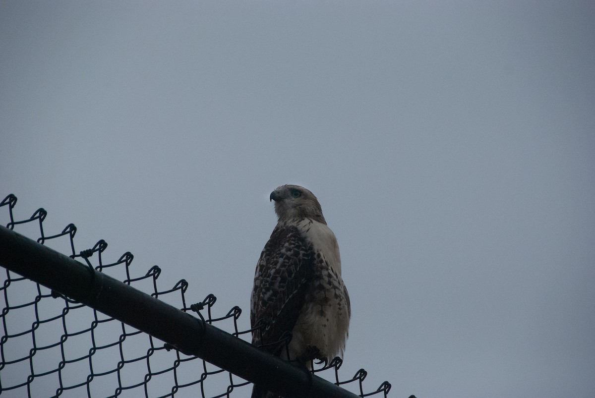 Red-tailed Hawk - ML116548061