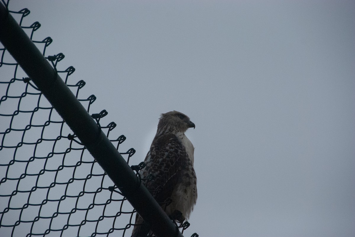Red-tailed Hawk - Victor Castanho
