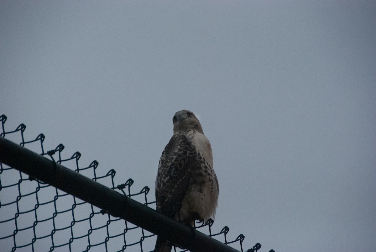 Red-tailed Hawk - ML116548091