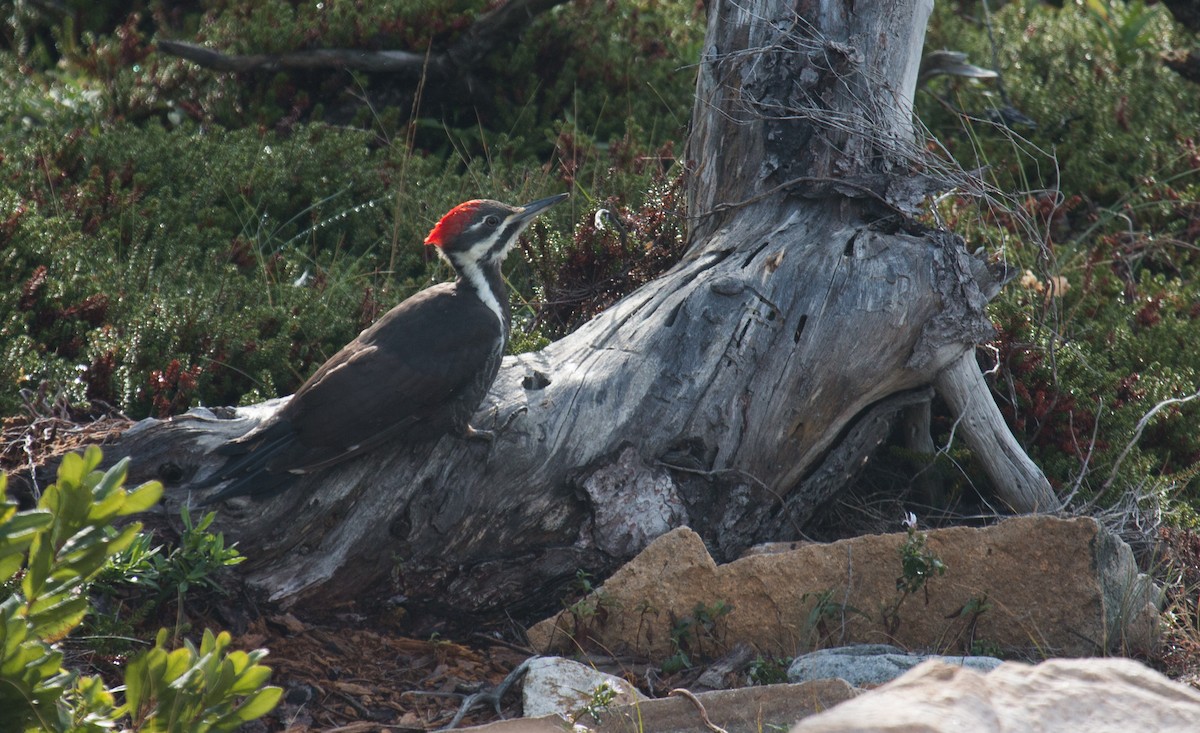 Pileated Woodpecker - ML116548621