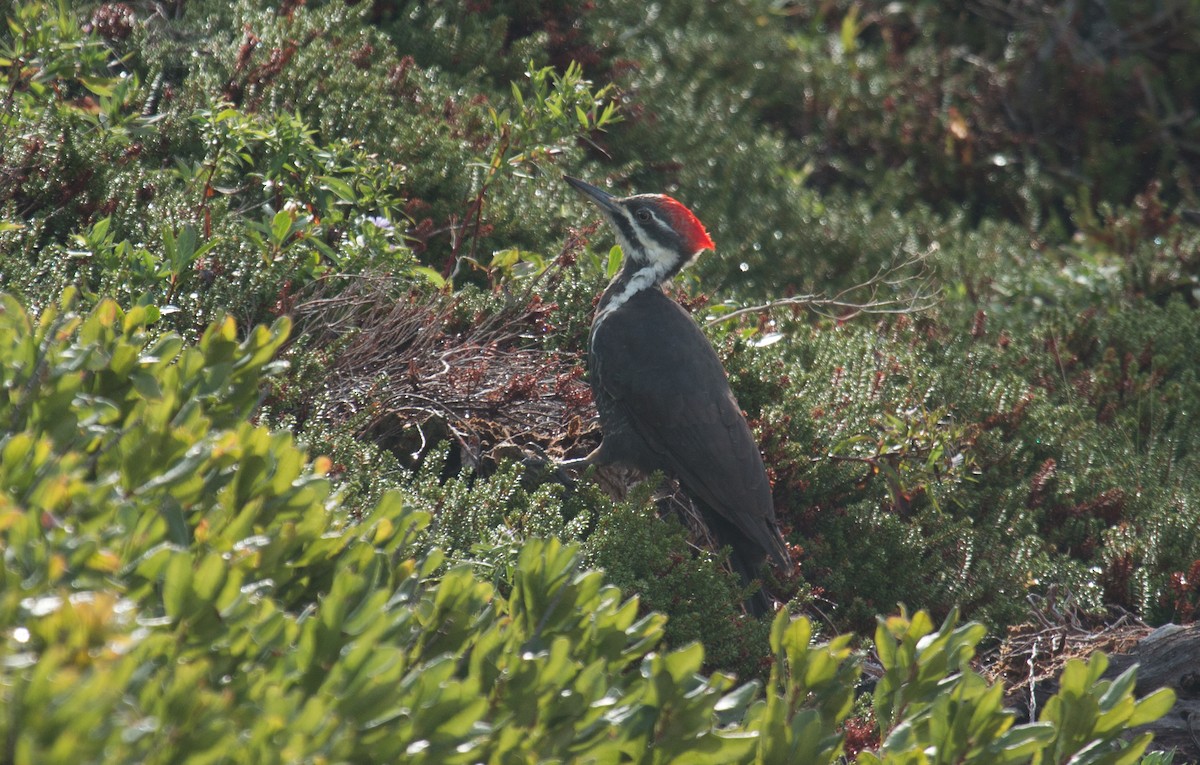 Pileated Woodpecker - Mark Dettling