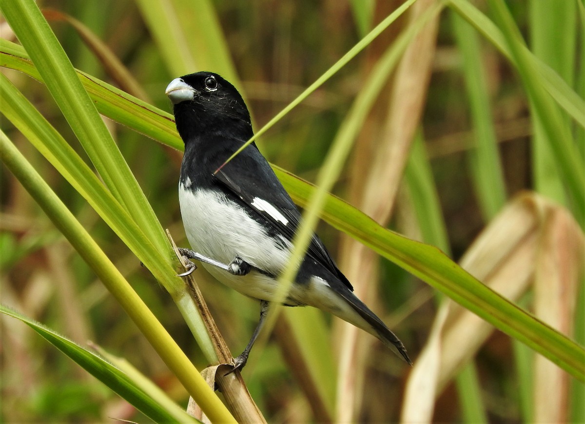 Black-and-white Seedeater - ML116551791