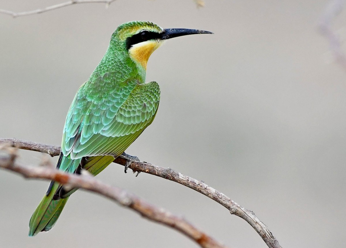 Blue-cheeked Bee-eater - ML116553871