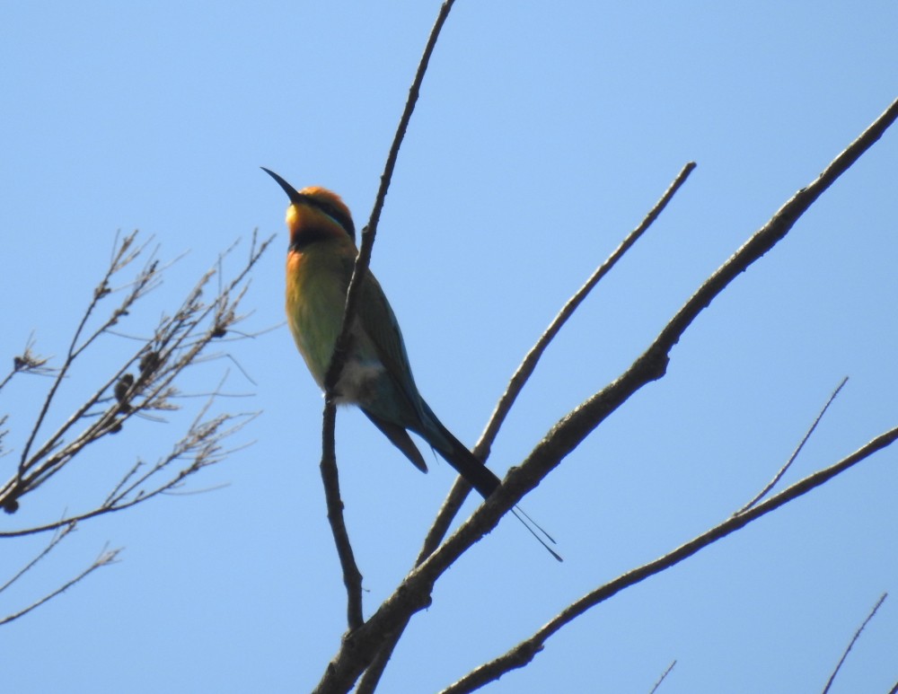 Rainbow Bee-eater - Mark Ley