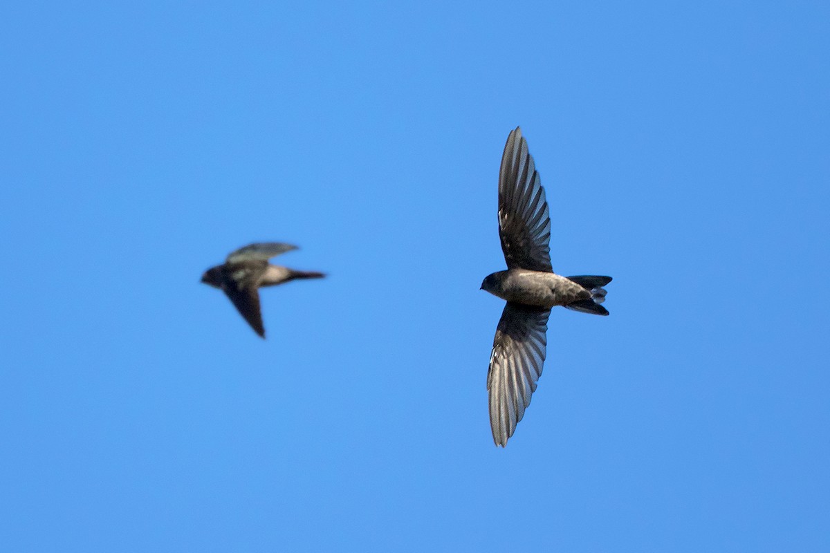 Himalayan Swiftlet (Indochinese) - ML116555561