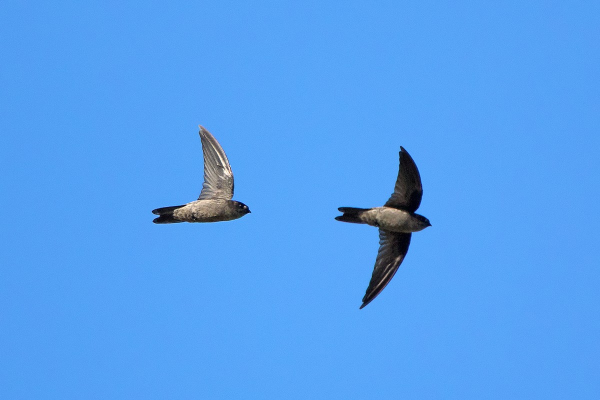 Himalayan Swiftlet (Indochinese) - ML116555581