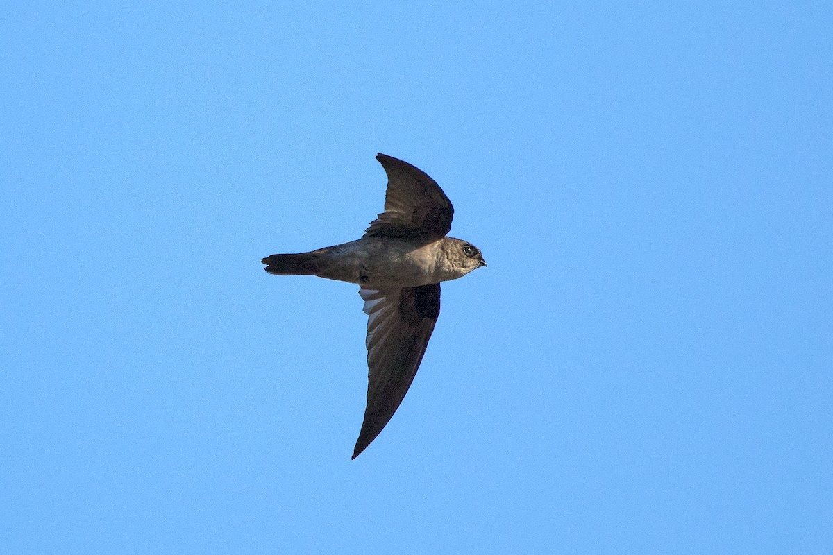 Himalayan Swiftlet (Indochinese) - ML116555631