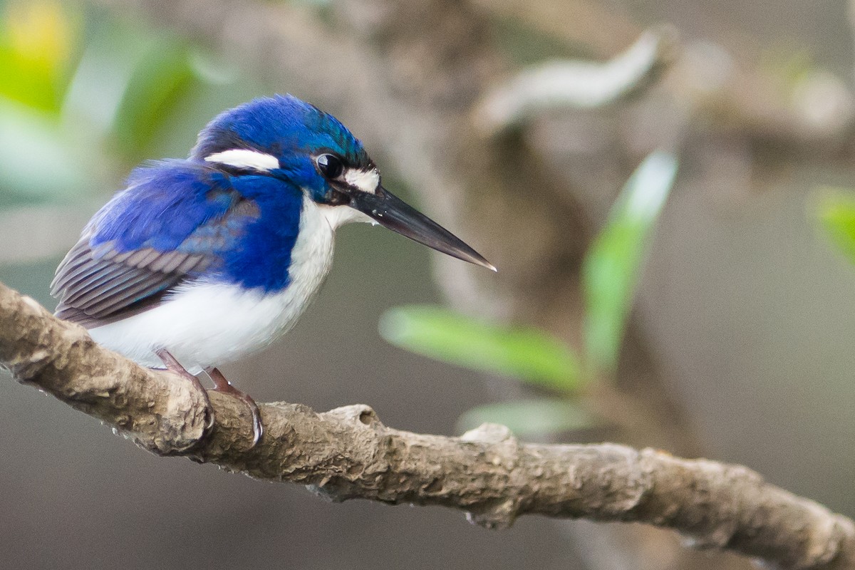Little Kingfisher - John  Van Doorn