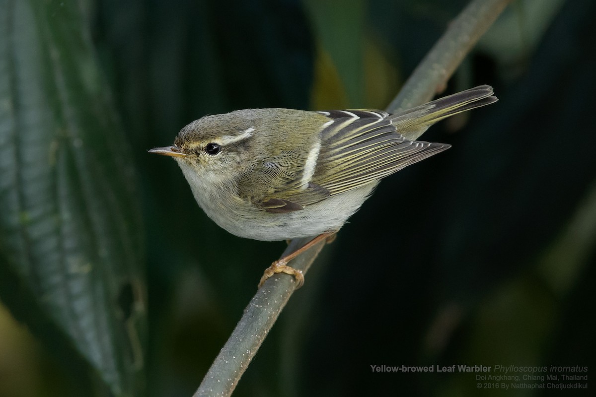 Yellow-browed Warbler - ML116558921