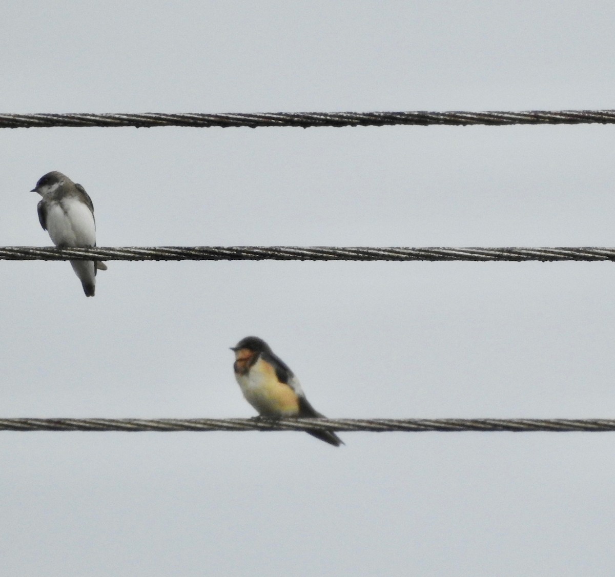 White-thighed Swallow - Ayde Solarte