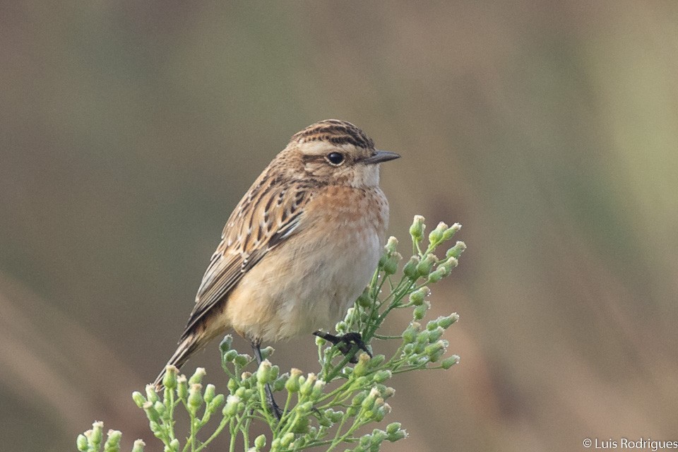 Whinchat - ML116561901