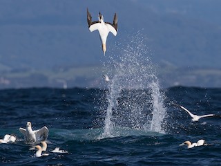  - Australasian Gannet