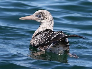 - Australasian Gannet